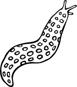 Slug PNG-87306